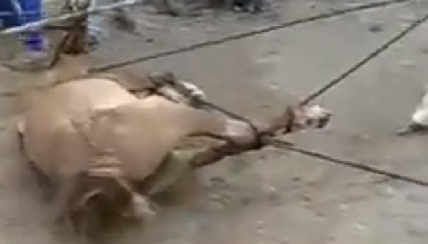 Horse tortured-700.jpg